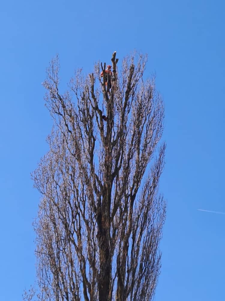 Rad u Krošnji